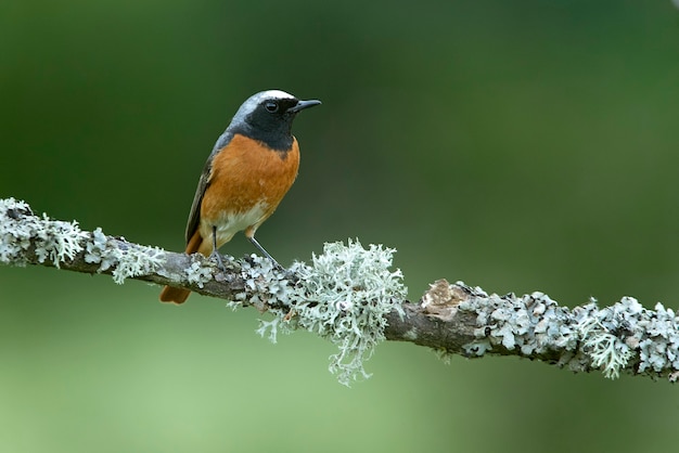 Common redstart male in her breeding territory in the last light of day