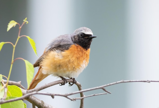 Common redstart Phoenicurus phoenicurus A bird sits on a tree branch against a light background