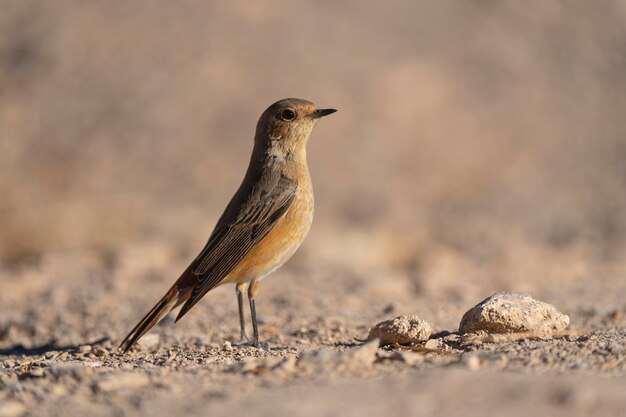 Common redstart Phoenicurus phoenicurus Cordoba Spanje