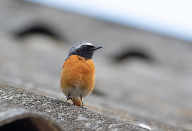 Common redstart Phoenicurus phoenicurus A male bird sits on the roof of a house
