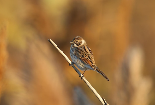 일반적인 갈대 멧새 Emberiza schoeniclus