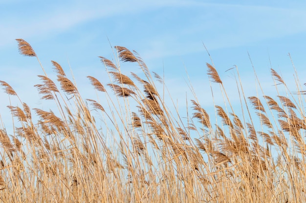 ヨシ、乾燥した葦、青い空、（Phragmites australis）