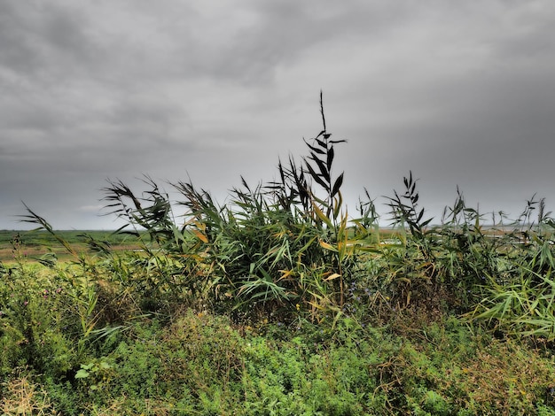 일반적인 갈대 또는 남부 갈대 Phragmites australis 속의 키가 큰 다년생 풀 강어귀의 갈대 식물 수분을 좋아하는 식물 가까이 서 있는 지하수가 있는 토양 폭풍우가 치는 날씨