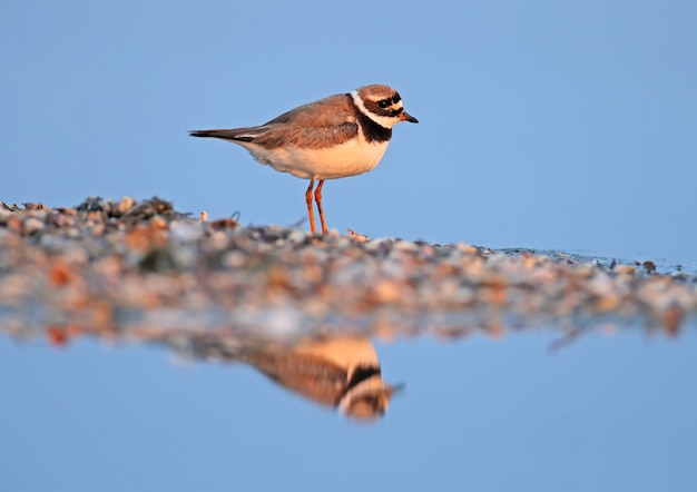 The common ringed plover or ringed plover (Charadrius hiaticula) close-up portrait with reflection in the water