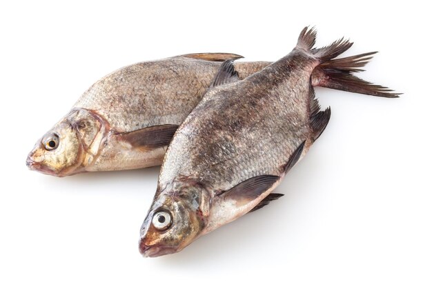 Common river breams isolated on white background Freshwater fish