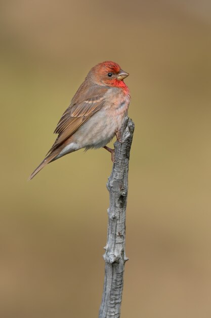 写真 松の上に座っているアカマシコ（carpodacus erythrinus）。