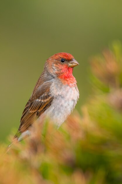 Common rosefinch sitting on a pine