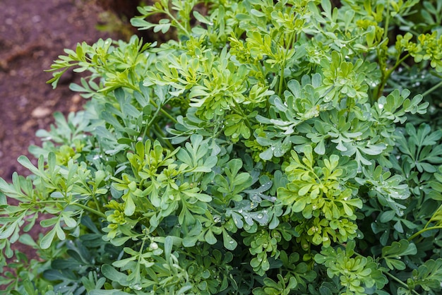 Common rue or herb of grace Ruta graveolens herbal plant in the garden Medicinal herb