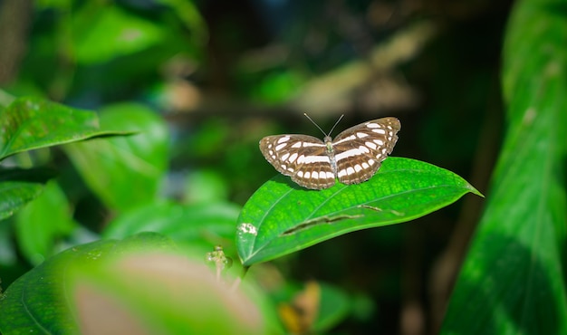 Common sailor butterfly resting on a black pepper leaf