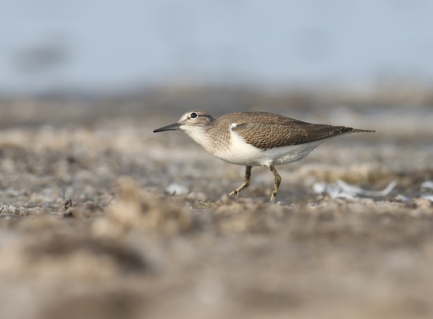 The common sandpiper (Actitis hypoleucos) stands on the sandy shore and looks closely at the sky.