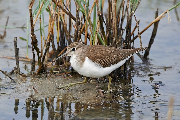 Photo common sandpiper actitis hypoleucos