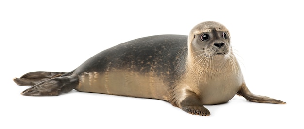 Photo common seal lying, looking away, phoca vitulina, isolated on white