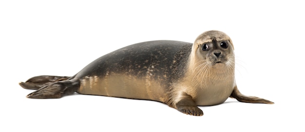 Common seal lying, looking away, Phoca vitulina, isolated on white