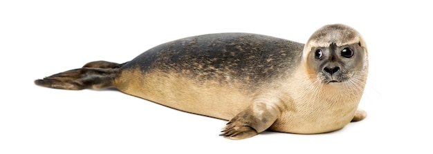 Photo common seal lying, phoca vitulina, 8 months old, isolated on white