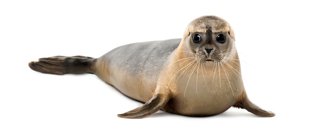 Common seal lying,  Phoca vitulina, isolated on white