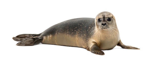 Photo common seal lying,  phoca vitulina, isolated on white