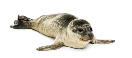 Common seal pup, isolated on white