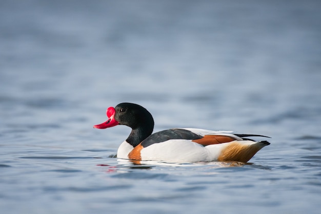 Common Shelduck (Tadorna tadorna) in beautiful evening light.