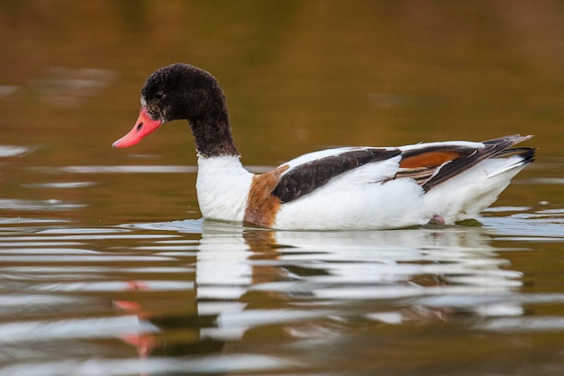 Common shelduck Tadorna tadorna Malaga Spain