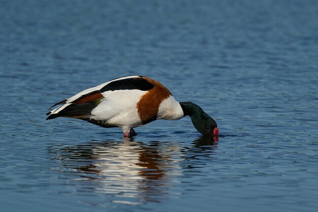 Common shelduck Tadorna tadorna