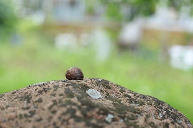 Common snail on a stone with moss