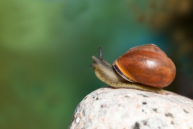 common  snail  