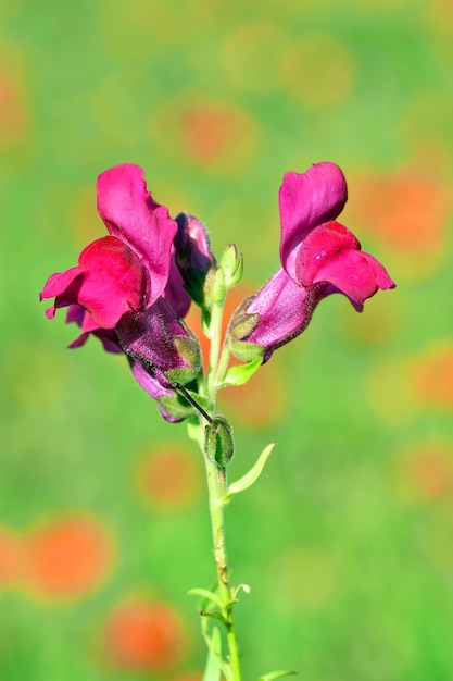 The common snapdragon flowers Antirrhinum majus