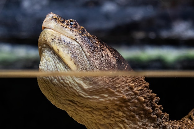 Common snapping turtle reptile and reptiles amphibian and
amphibians tropical fauna wildlife and zoology