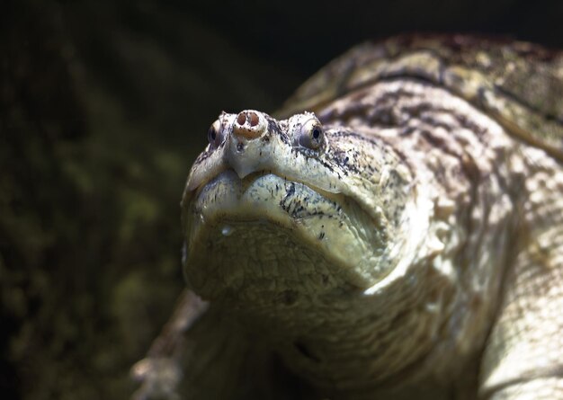 Common snapping turtle underwater Selective focus blurred background