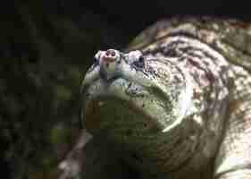 Photo common snapping turtle underwater selective focus blurred background