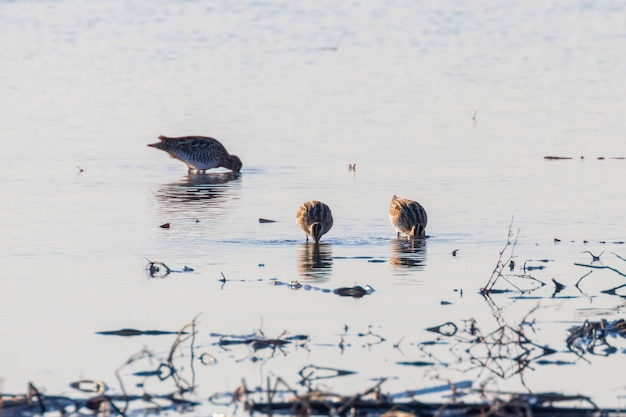 Обыкновенный бекас (Gallinago gallinago) Птица в воде