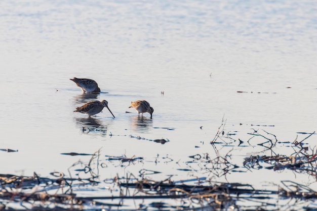 Обыкновенный бекас (Gallinago gallinago) группа птиц в воде