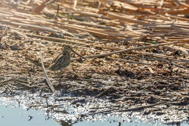 シシギの自然環境 Gallinago gallinago