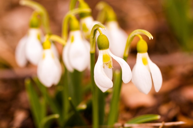 Common snowdrop in Spring graden.