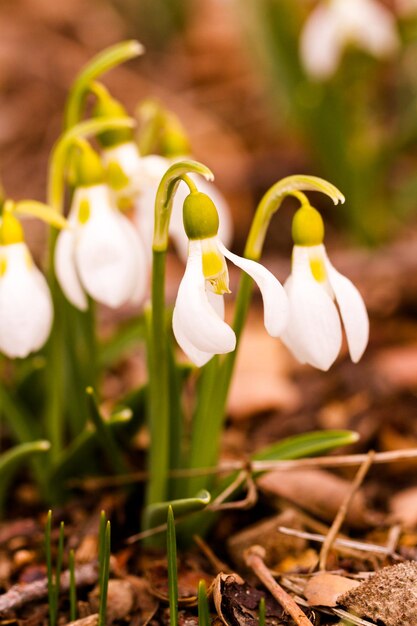 Common snowdrop in Spring graden.