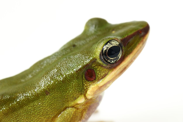 Common Southeast Asian Green Tree Frog isolated on white background