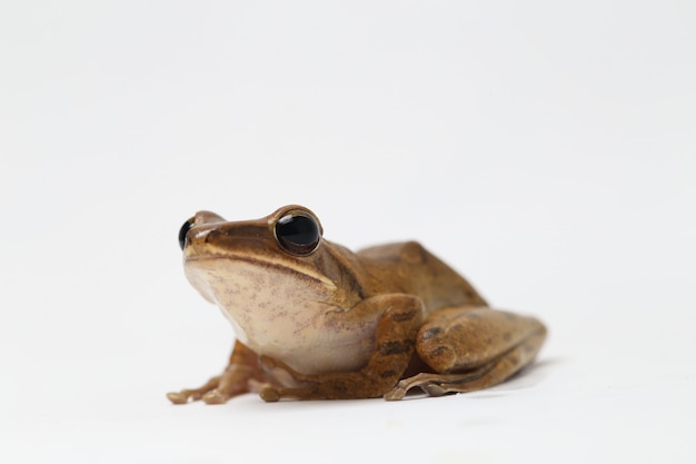 Common Southeast Asian Tree Frog isolated on white