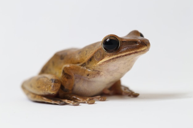 Common Southeast Asian Tree Frog isolated on white