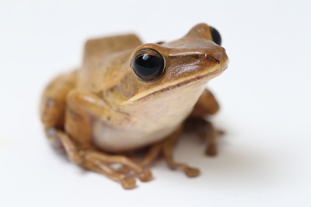 Common Southeast Asian Tree Frog isolated on white