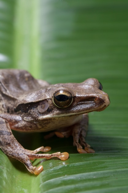 Common Southeast Asian Tree Frog