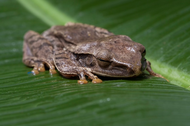 一般的な東南アジアのアマガエル