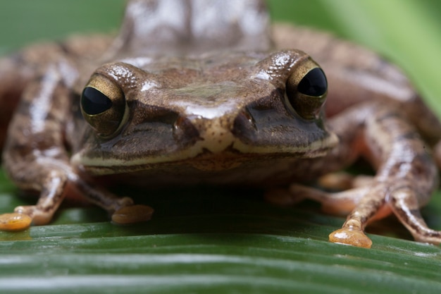 一般的な東南アジアのアマガエル