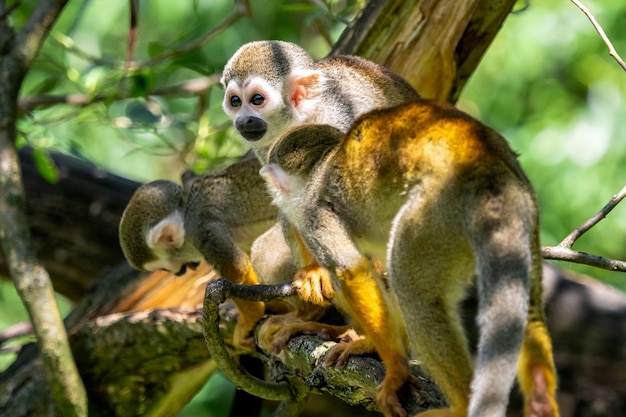 Scimmia di scoiattolo comune saimiri sciureus sull'albero nella natura animali della fauna selvatica