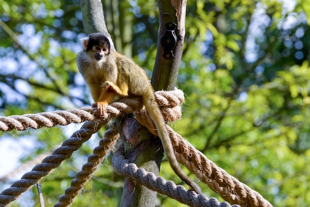 Common Squirrel Monkey (Saimiri sciureus)