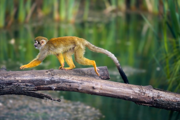 Scimmia di scoiattolo comune che cammina su un ramo di albero sopra l'acqua