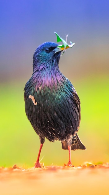 Common starling male in green grass hunts larvae