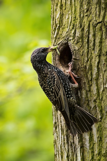 Common starling nesting in tree in summer in vertical shot