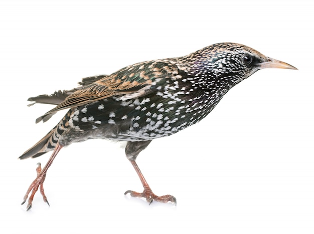 Common starling in studio