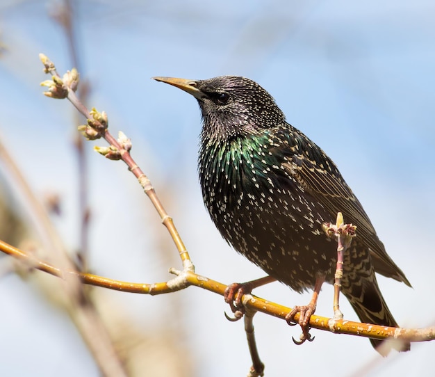 Обыкновенный скворец Sturnus vulgaris Птица сидит на ветке Весенние листья распускаются