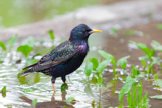 Common starling (Sturnus vulgaris) forages for food and cleans feathers in a puddle..